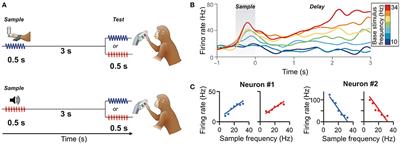 Magnitude Codes for Cross-Modal Working Memory in the Primate Frontal Association Cortex